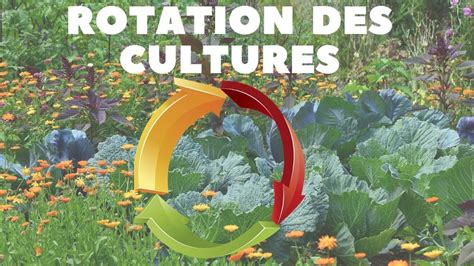 Rotation Des Cultures Du Potager Youtube