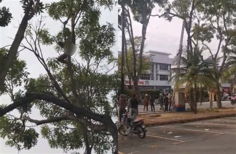 Video Firefighters Rescue Naked Man Stuck On Top Of A Tree In Penang