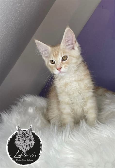 Maine Coon Kitten Mit Stammbaum Junge Attendorn Rot Maine Coon