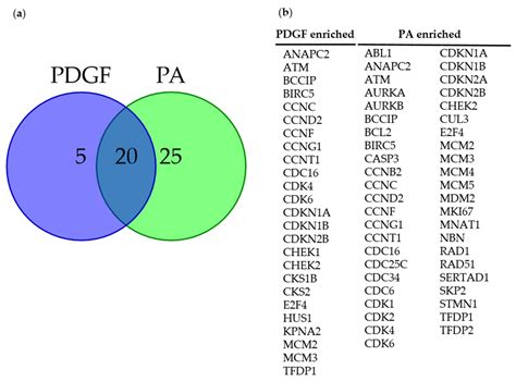 IJMS Free Full Text Regulation Of Airway Smooth Muscle Cell