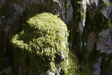 Mousse Green Wall Nature - Free photo on Pixabay - Pixabay