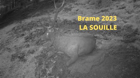 Brame 2023 un cerf 10 irrégulier se chauffe pour le brame cerf filmé