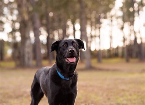 Sheprador Dog Breed Health and Care | PetMD