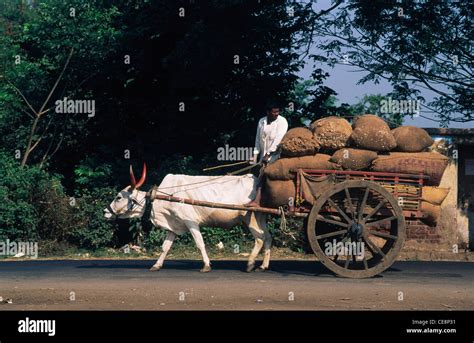 Indian Bullock Cart Transporting Goods In Kolhapur Maharashtra India