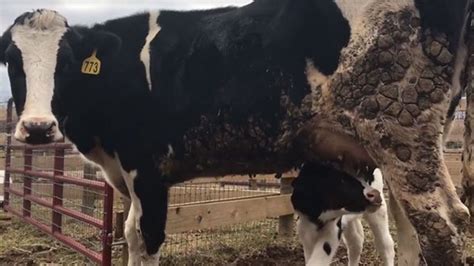 Mucca Incinta Fugge Da Un Camion Che La Stava Portando Al Macello E Da