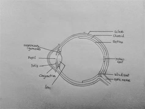 Draw A Labelled Diagram Of Internal Structure Of Human Eye And Write