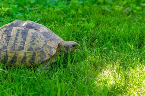 Spotted Turtle In The Garden Sitting On The Green Grass A Land Turtle