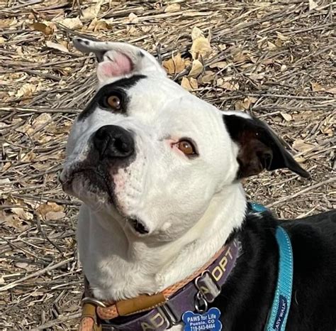 Dog For Adoption Maggie A Pit Bull Terrier In Pueblo Co Petfinder