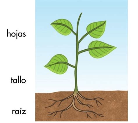 Cuales Son Los Cuatro Pasos De La Digesti N De Las Plantas Brainly Lat