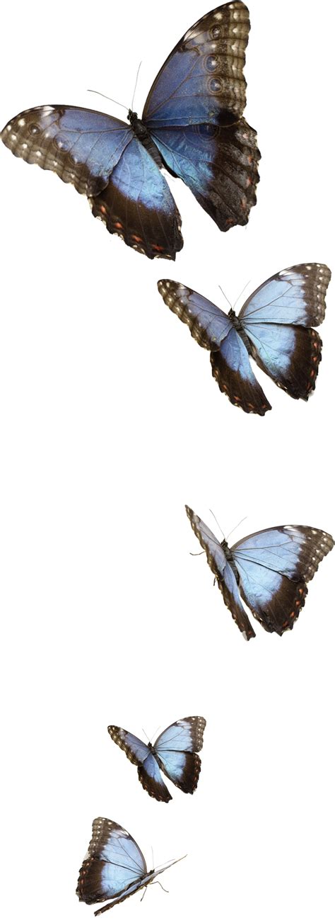 Flying Blue Butterflies Png Hd Quality