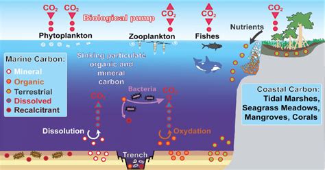 3 Natural Particulate Carbon Sources And Sedimentation Processes