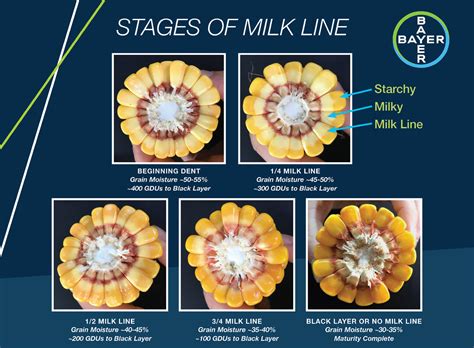 Corn Silage Management