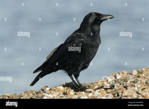 Carrion Crow Corvus Corone Corone Stock Photo Alamy