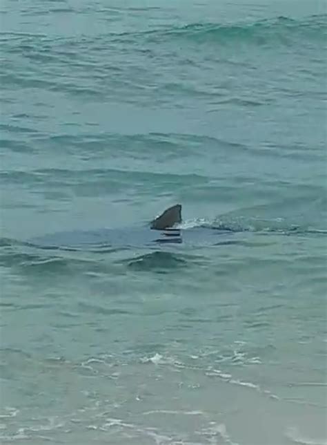 V Deo Que Mostra Tubar O Em Praia De Ubatuba Na Realidade De Saquarema