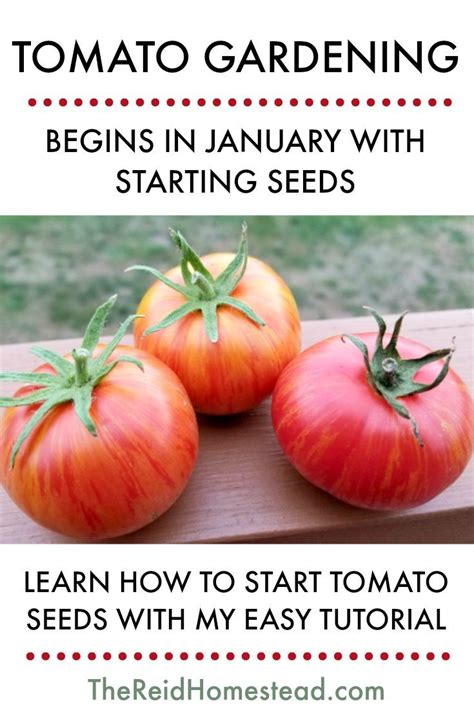 Seed Starting 101 Planting Tomato Seeds Indoors Growing Tomatoes