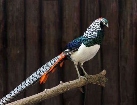 15 Birds With Spectacularly Fancy Tail Feathers