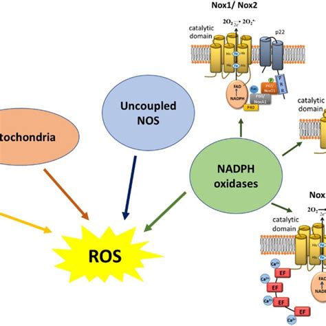 Potential Sources Of Vascular Reactive Oxygen Species Ros Reactive