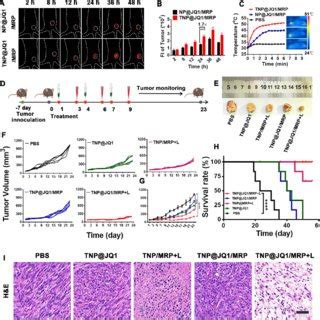 Antitumor Efficacy Of The Dual Targeting Nanoparticles In Subcutaneous