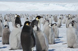 Charming Chick Photos: Antarctica's Baby Penguins | Live Science