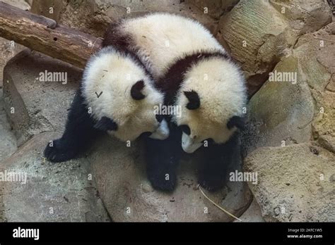 Giant pandas, bear pandas, two babies playing together Stock Photo - Alamy