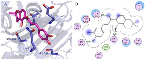 Penicillin Binding Protein