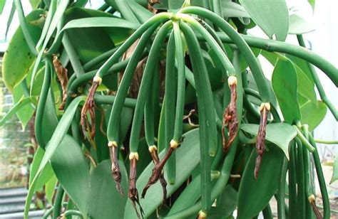 Vanilla Cultivation Information Guide Agri Farming