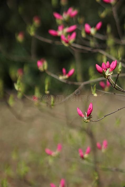 Rvore De Floresc Ncia Da Mola Folhas Verdes E As Flores Cor De