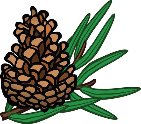 Free Clipart Of A Pinecone Conifer Clipart Png Download Full Size Clipart 343733