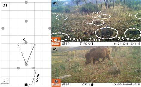 Assessing The Camera Trap Methodologies Used To Estimate Density Of