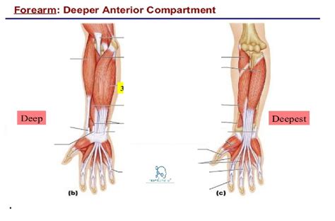 Deep Anterior Chest Muscles Diagram Quizlet Hot Sex Picture