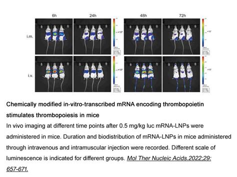 美国apexbio中文官网 Ez Cap™ Firefly Luciferase Mrna 5 Moutp