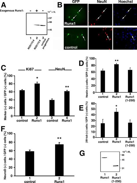 Exogenous Expression Of Runx1 In Cortical Neural Progenitor Cells A