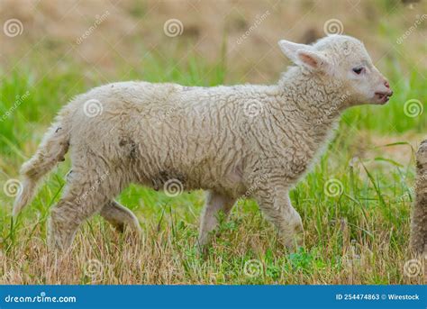 Sheep and lamb, baby stock image. Image of feed, adult - 254474863