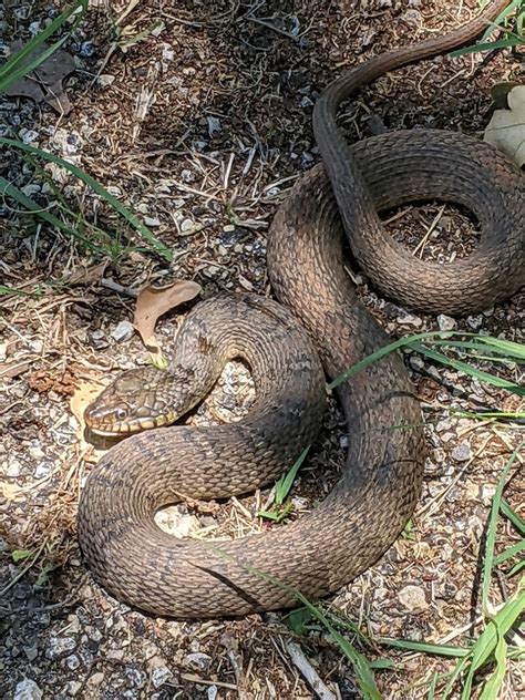 Plain Bellied Watersnake From Texas On May 27 2022 At 02 06 PM By