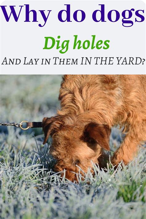 Why Do Dogs Dig Holes And Lay In Them In The Yard Pet Training Dogs