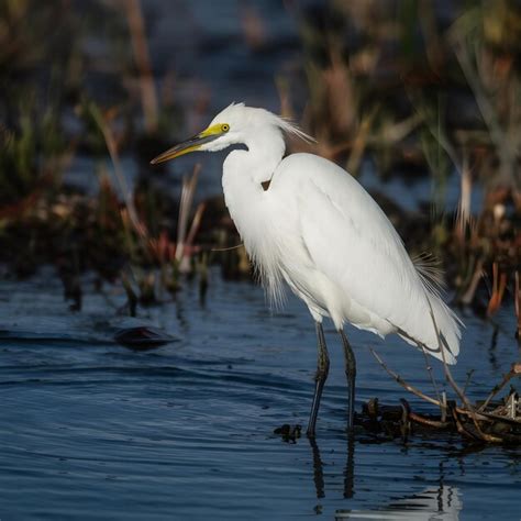 Premium Photo Closeup Of Snowy Egret Bird By The Lake Wildlife