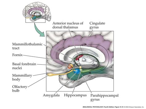 PPT - Fear, Anxiety Disorders and Amygdala PowerPoint Presentation - ID ...