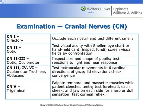 Ppt Chapter 17 The Nervous System Powerpoint Presentation Free Download Id3736960