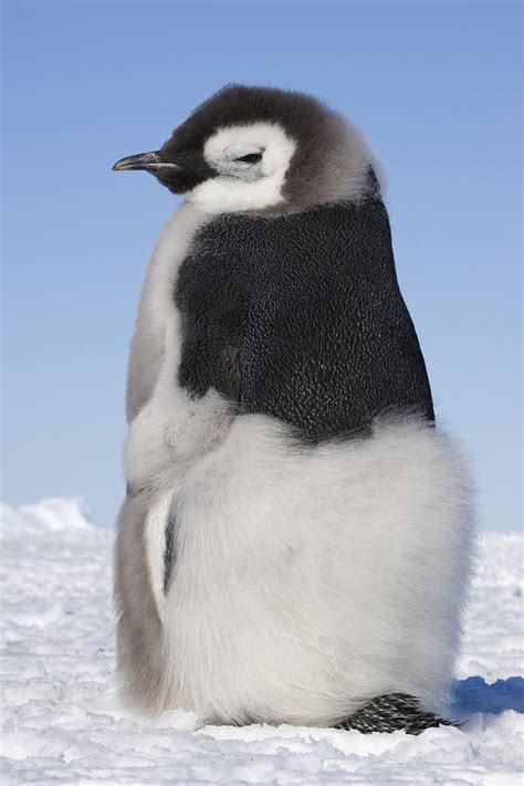 Emperor Penguin Chick Moulting Photograph by Daisy Gilardini