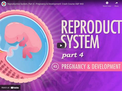 Crash Course Aandp 43 Reproductive System Part 4 Pregnancy And Development Instructional Video