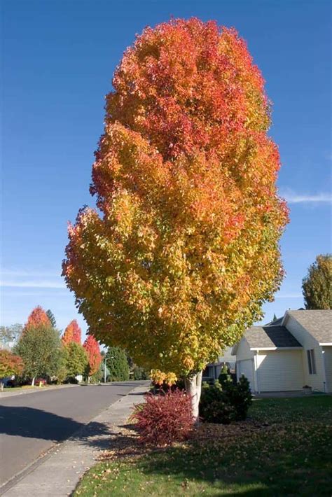 42 Common Types Of Maple Trees Growing In The Usa Photos Progardentips