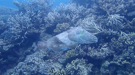 Cuttlefish Sepia Latimanus Pair Depositing Eggs Into Coral Agincourt