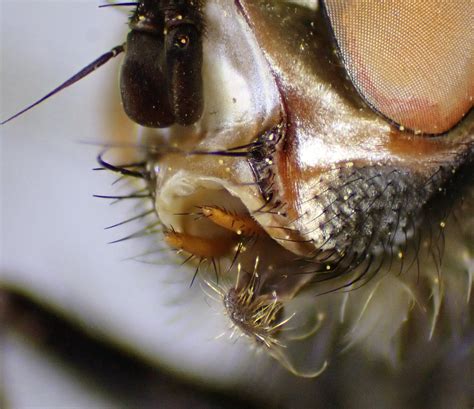 Panzeria Consobrina Male Palps Elveden Centerparc Suffo Flickr