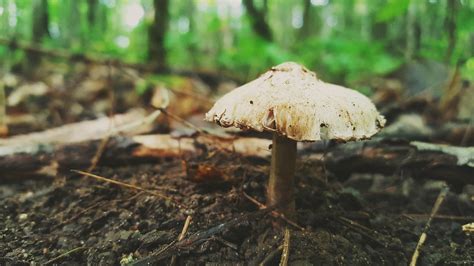 Mushroom Report Northern Wisconsin Evan Woolsey Flickr