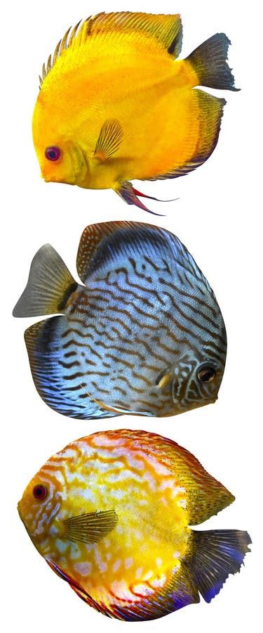 Discus For Aquarium Saltwater Fish Stock Photo Image Of Marine Plant