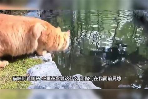 猫咪想抓鸭子，不料自己掉进了河里，猫：本王大意了 鸭子 猫咪 大意