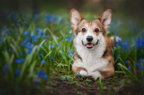 Update More Than 63 Cute Corgi Wallpaper Latest Incdgdbentre