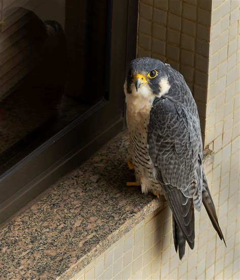 Foto Falc O Peregrino Falco Peregrinus Por Val Ria Boldrin Wiki