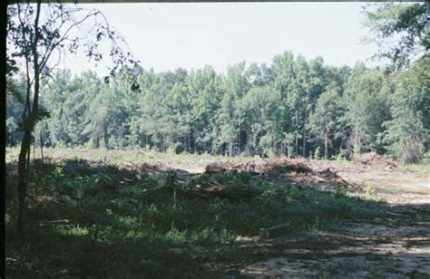 Ecoregion 65 Southeastern Plains Sample 605 Land Cover Trends