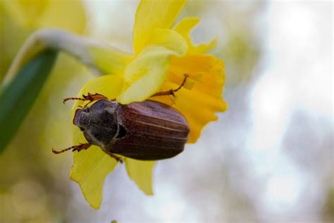 Free bug Stock Photo - FreeImages.com